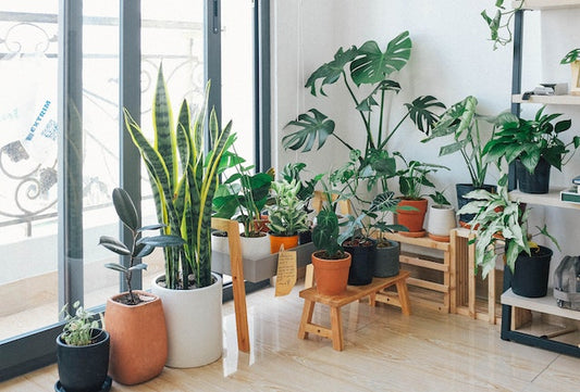 Top 10 Indoor Plants to Add Beauty and Improve Air Quality in Your Home